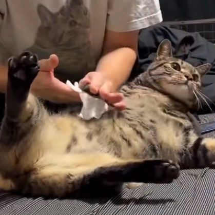 狸花猫主动让主人擦脚咪：没得办法！！！！上床碎觉觉要紧！！！🤓
