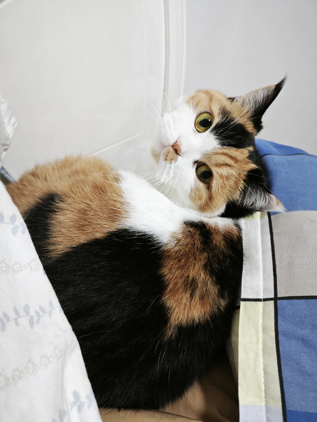 我旁边怎么多了一只三花枕头？