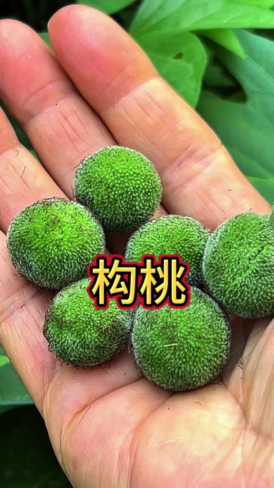 这种果子在农村很常见，记得小时候总觉得新鲜，像玩游戏里的"隐藏道具"。它还有段有