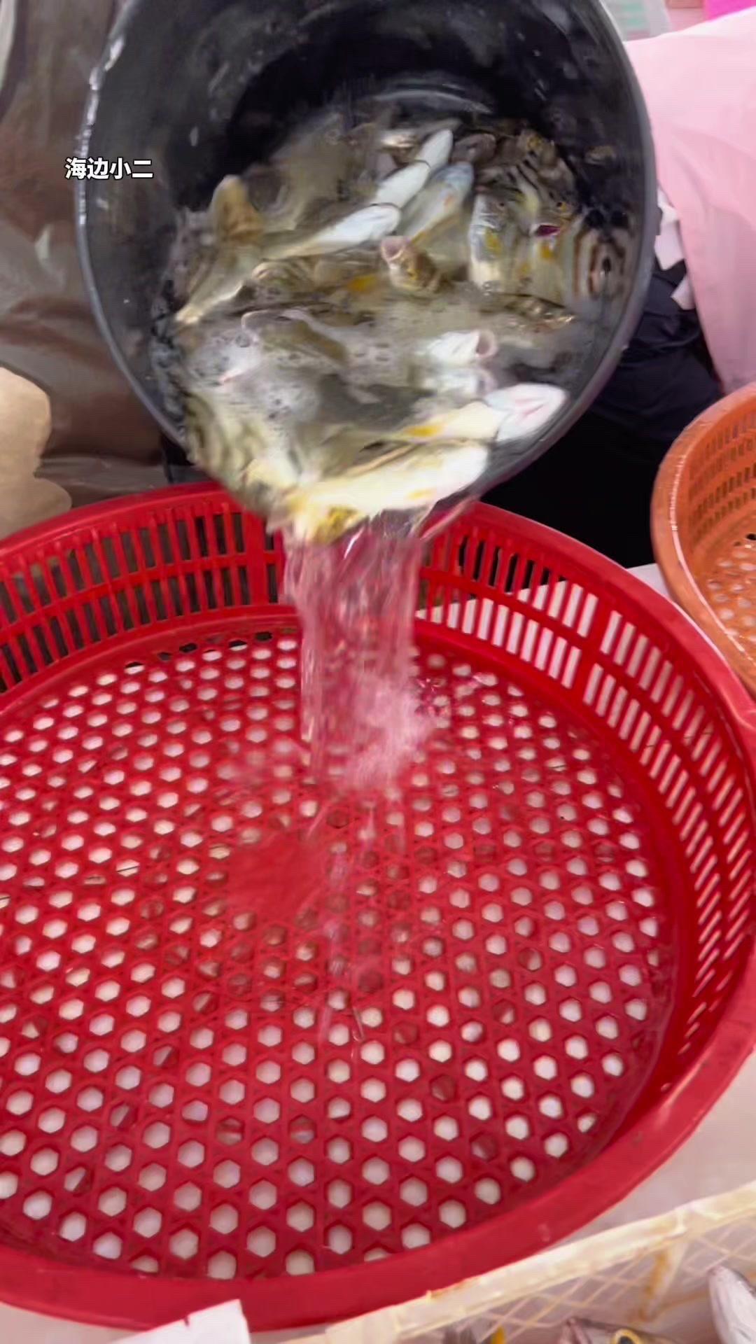 海边钓的小鱼有多鲜？🌊海边钓的小鱼真的绝了！刚钓上来的鱼眼睛亮晶晶，还带着海水