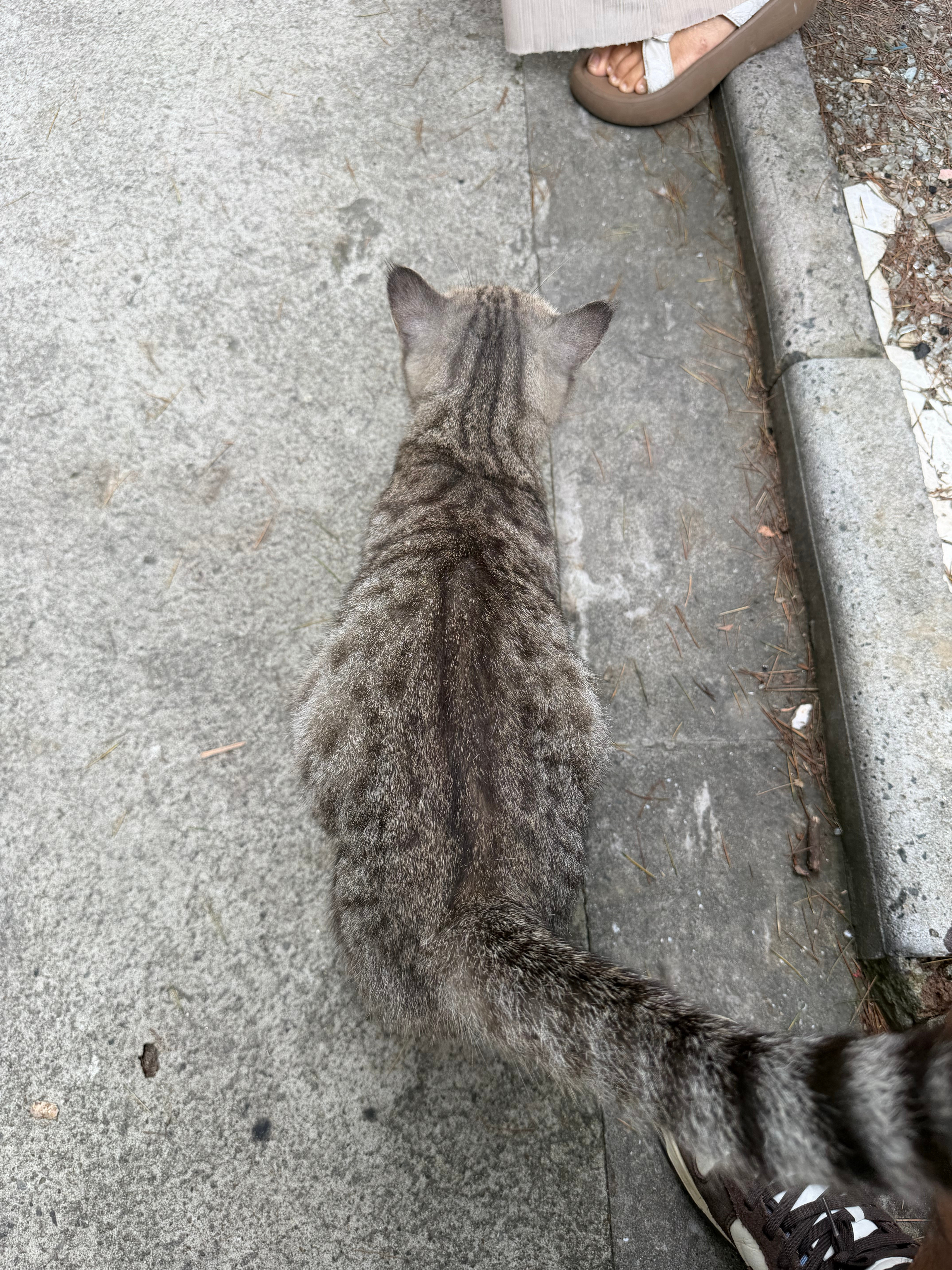 #流浪动物免费TNR指标申请#1.猫咪来历：流浪狸花猫，流浪猫在家楼下产下了一窝小猫，发现后临时将母