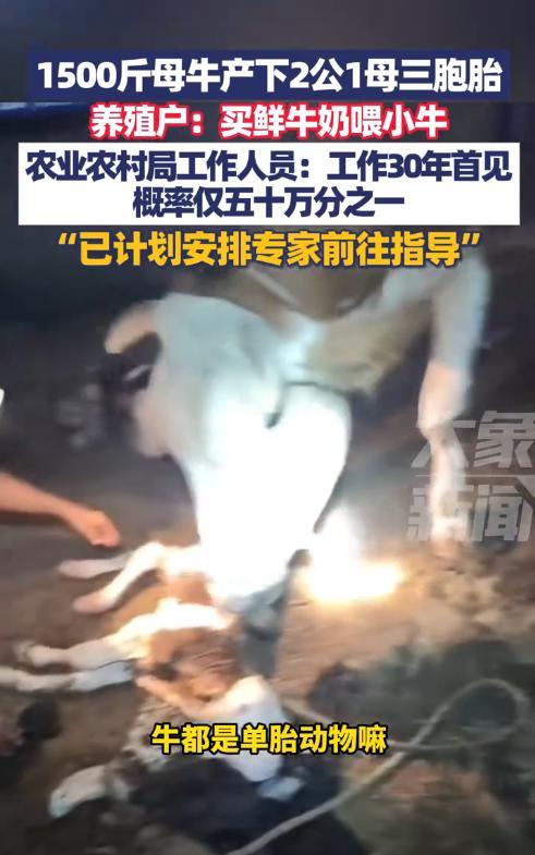 “解释不清了！”近日，山东日照，一养殖户家的怀孕母牛重1500斤，夜晚时变得躁动