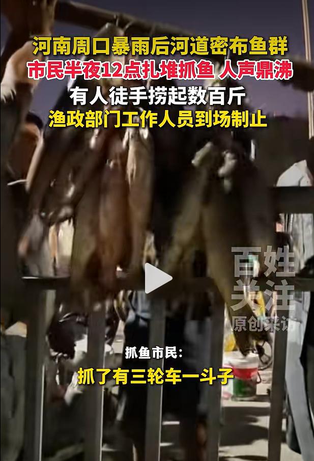 8月19日凌晨，河南周口沙颍河水位回落之后，河道浅滩出现大规模鱼群，不少市