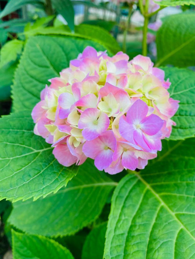 生活手记记录真实生活摄影摄影摄影夏日的风里，绣球花正以最温柔的姿态，把整片天地