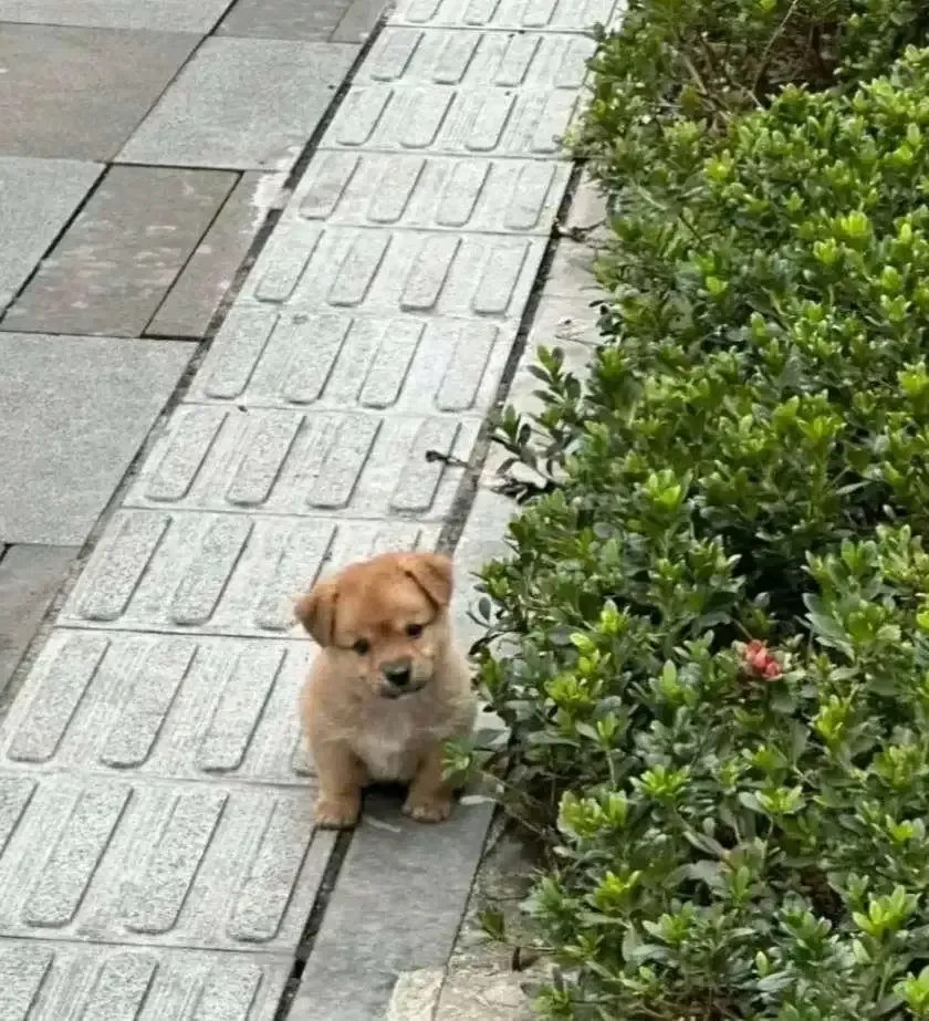 跟小狗狗捉迷藏，当小狗狗抓到主人的那一刻，它开心的跳了起来…