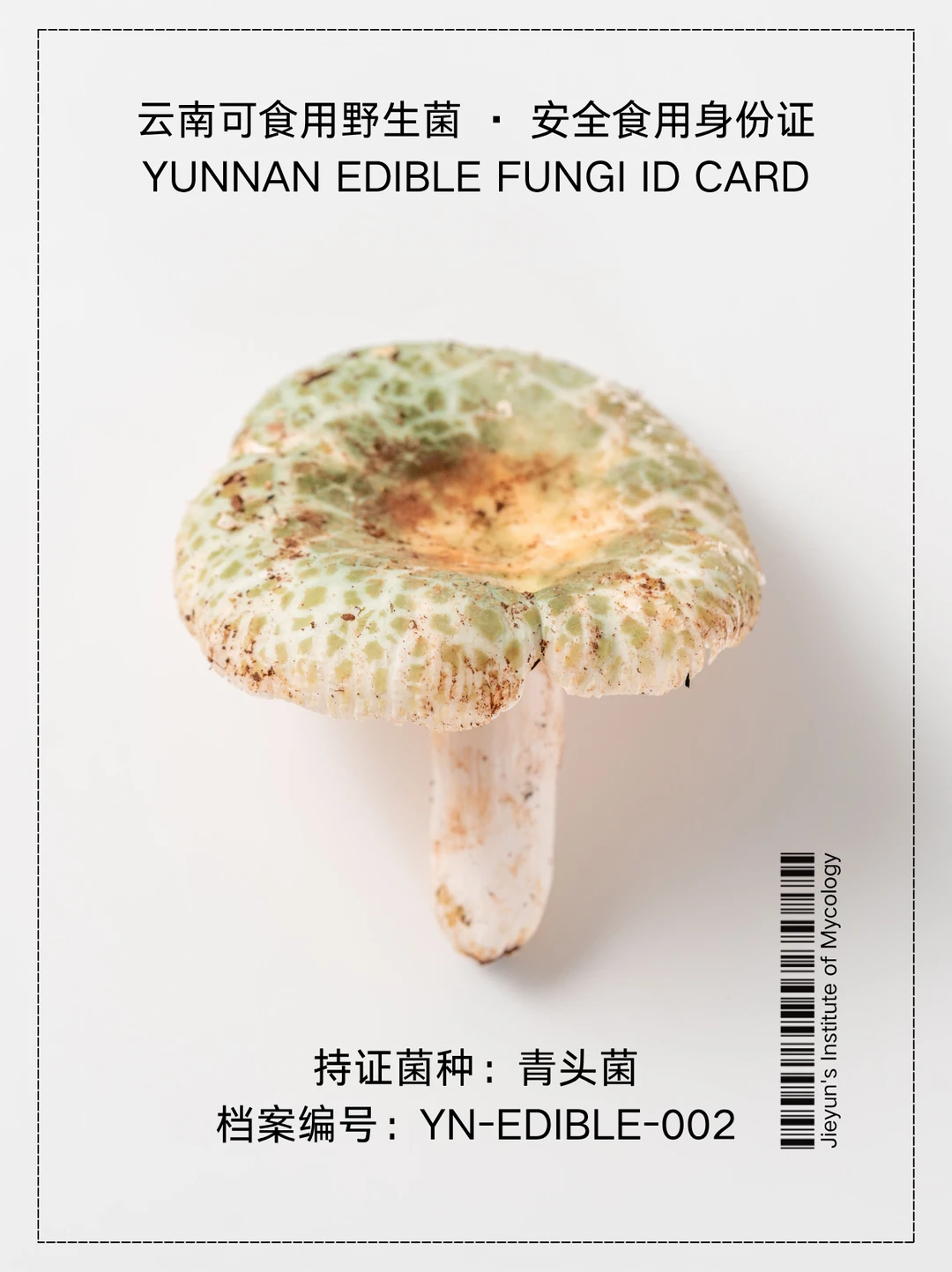 云南野生菌身份证NO.2｜青头菌