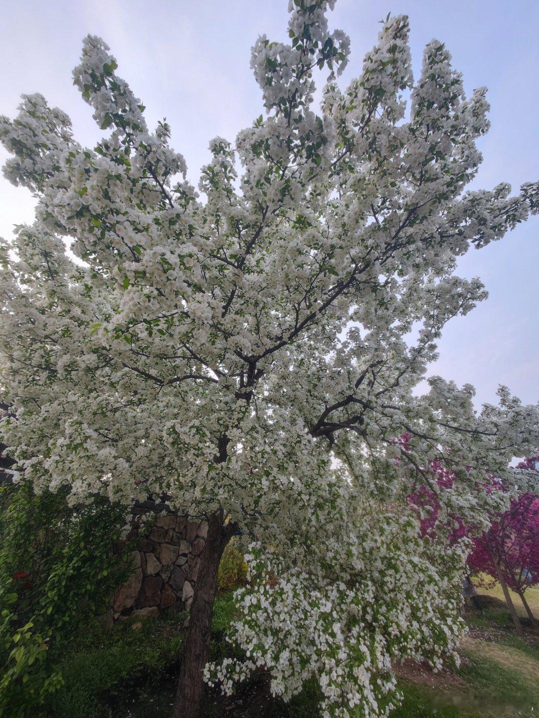 国家植物园春色摄影