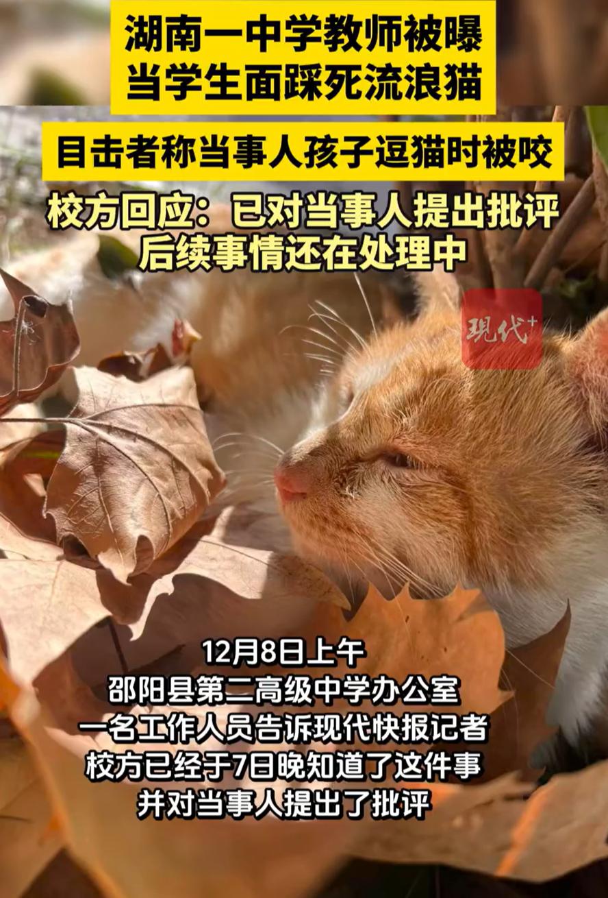 吵翻天！湖南邵阳，一只流浪猫正躺在学校路上晒太阳，一名男老师突然走过来，当着学生