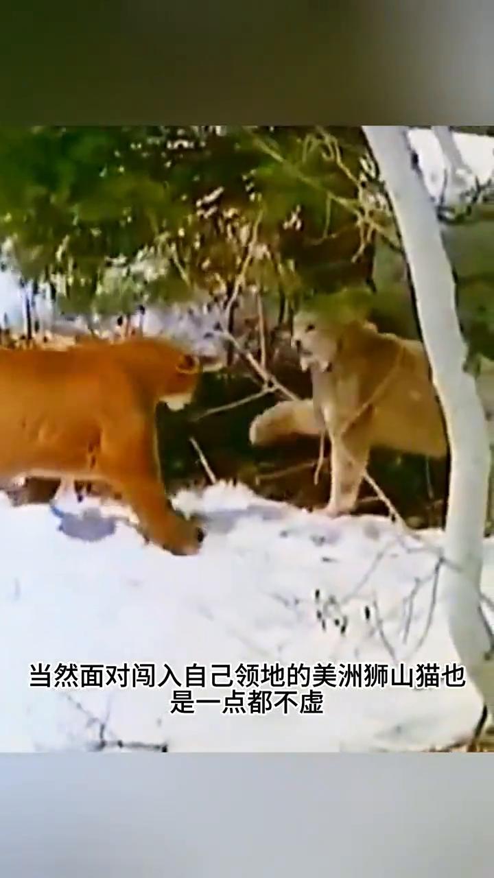 这是你最容易忽略的一种狠角色。狩猎比自己体型大出好几倍的猎物如同砍瓜切菜般简单，