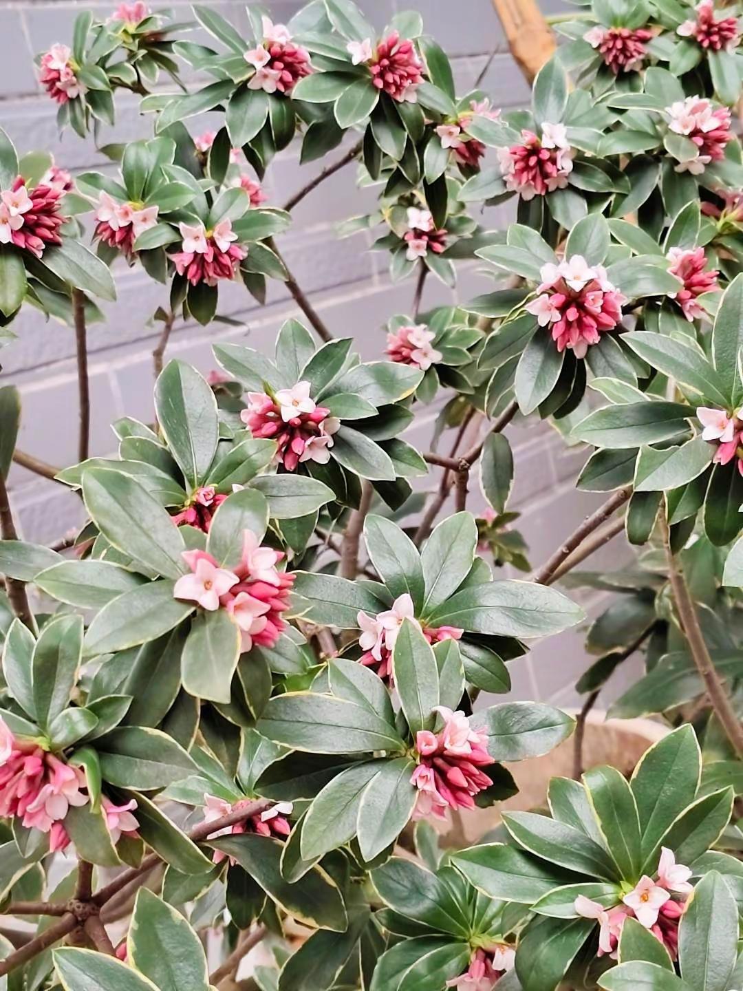 养花如养心，每一片绿叶、每一朵花开都让我感到内心的宁静与满足。