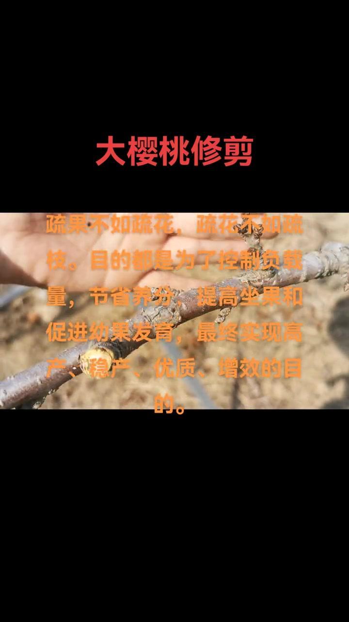 🍒大樱桃种植管理关键在细节，从修剪到日常维护都得注意。年已过完，重启新程。