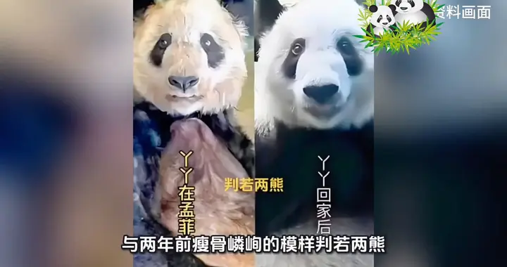 丫丫回国两年逆袭蜕变：从瘦骨嶙峋到体态饱满，国宝回家变美了！