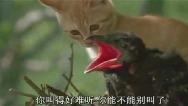 小猫你别吵简谱_儿歌小猫你别吵简谱