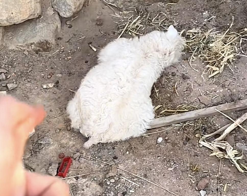 可爱的小羊大家应该都见过，可会装死的我还是第一次看到！这不宁夏就有一只会装死的