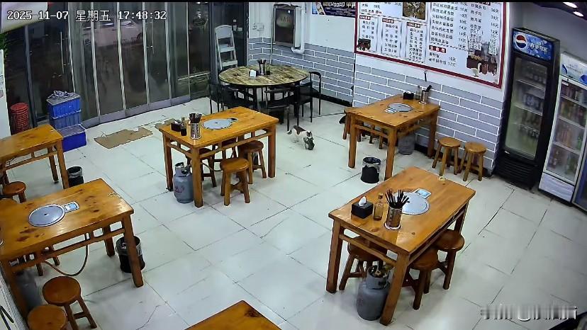 河南郑州，傍晚时分，猫妈妈叼着小猫走进一家牛肉面馆。老板娘上前查看发现小猫已经失