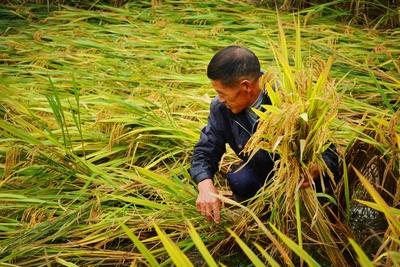 稻谷飘香的秋天，美到没话说！秋日里，每颗稻谷都圆滚滚、饱胀胀的，稻香一股脑儿地弥
