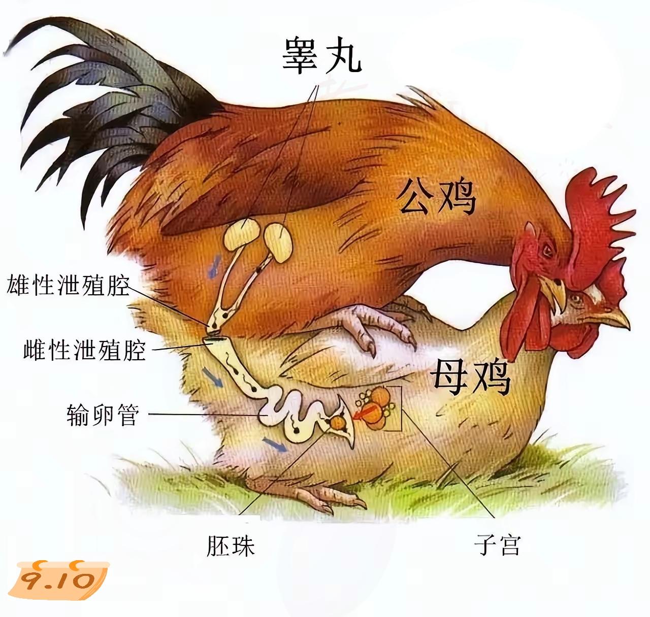 你绝对想不到！咱们每天吃的鸡蛋，背后藏着这么有意思的事儿——根本不是每只蛋都能孵
