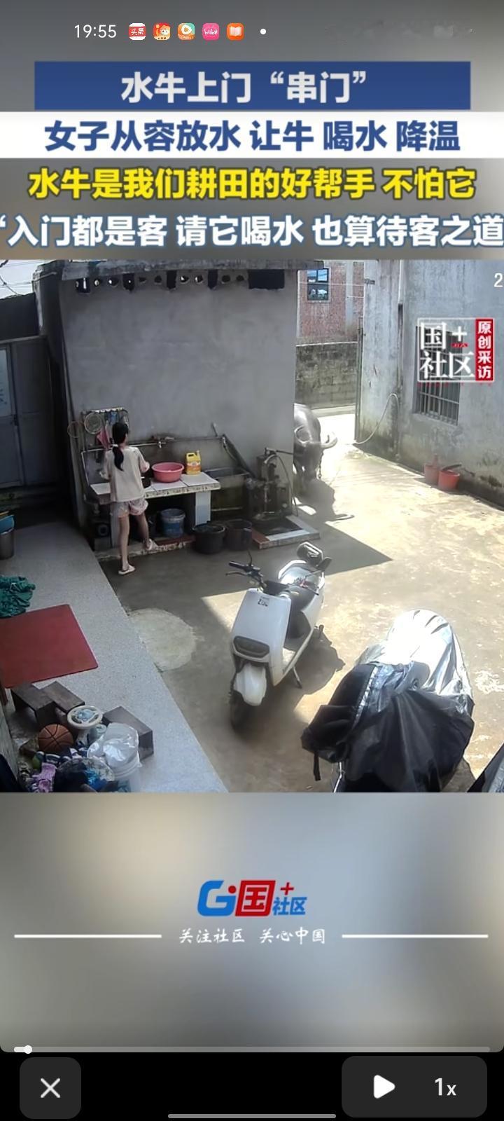 8月1日，广西贵港。水牛上门“串门”，女子从容放水，让牛喝水降温。当事人称，