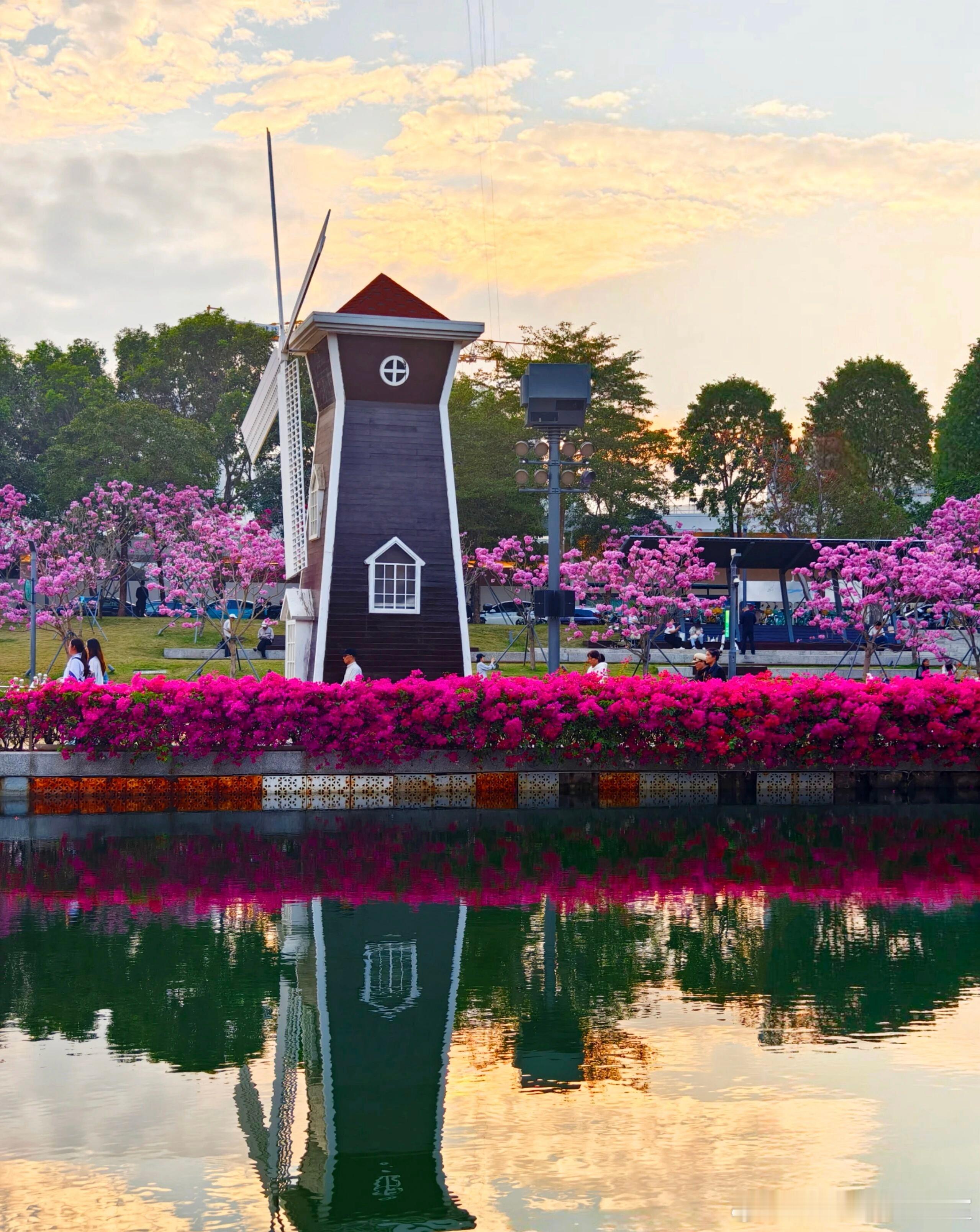 深圳的冬天，是打翻的调色盘——玫红与粉紫在枝头织成云霞，翠湖倒映着风车的影子，烧