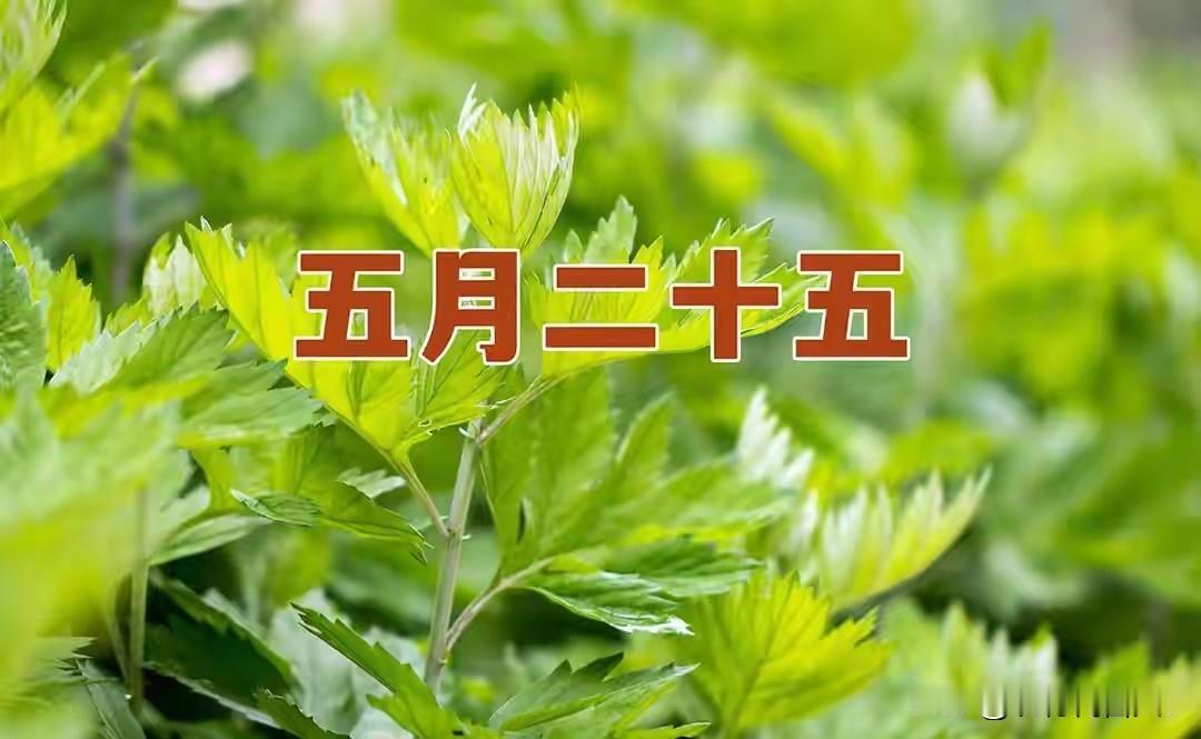 今日五月二十五，牢记：1要接，2要送，3不做，4要吃，吉祥美满农历五月二十