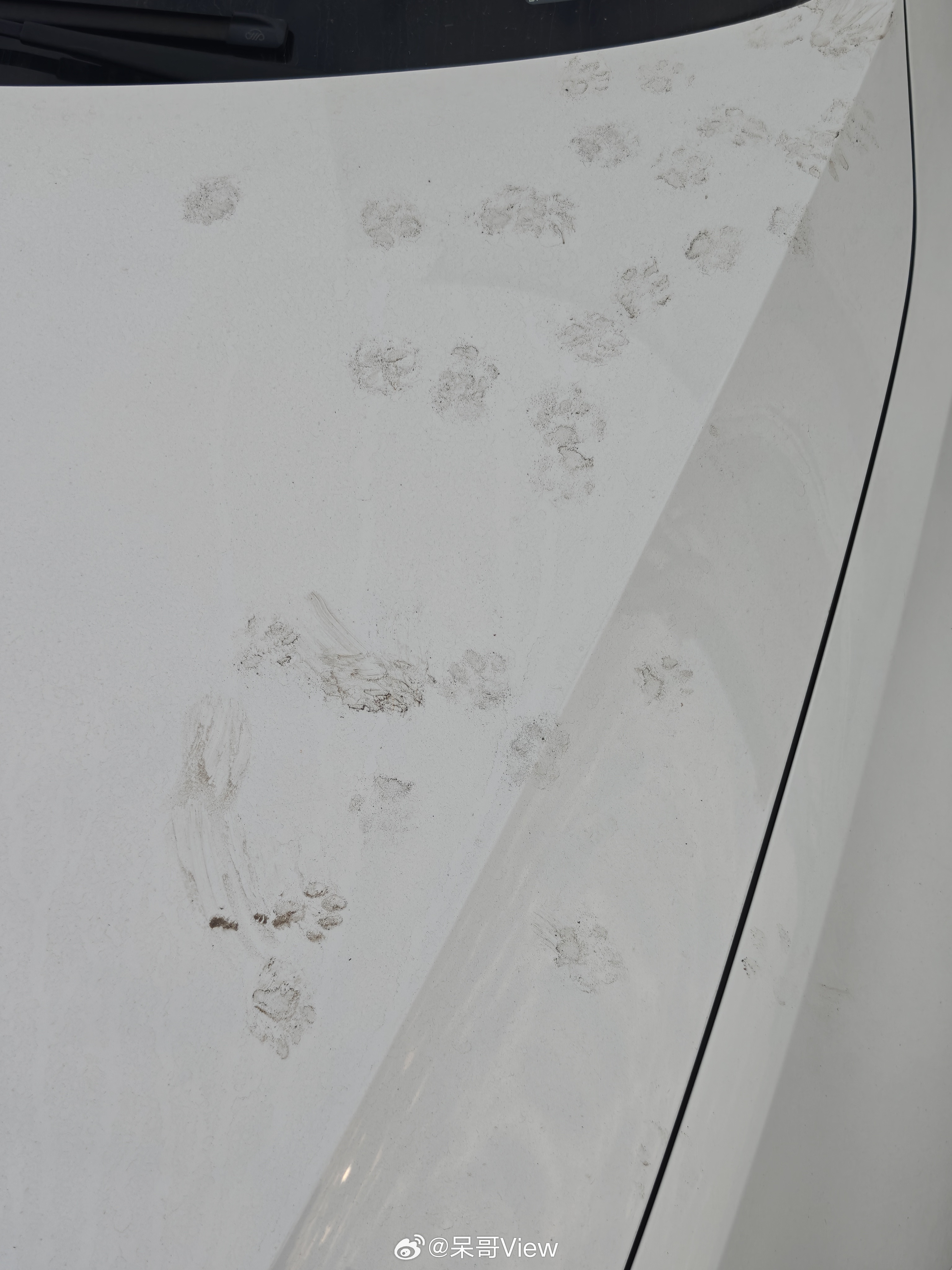 哪只小猫爬我的车了哈哈哈，全是爪印，看起来还怪好看