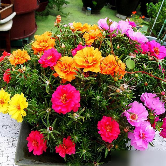 养对花真的能治愈一整年！最近好多人问“有没有花量大写、花期长还不用天天管的？”其