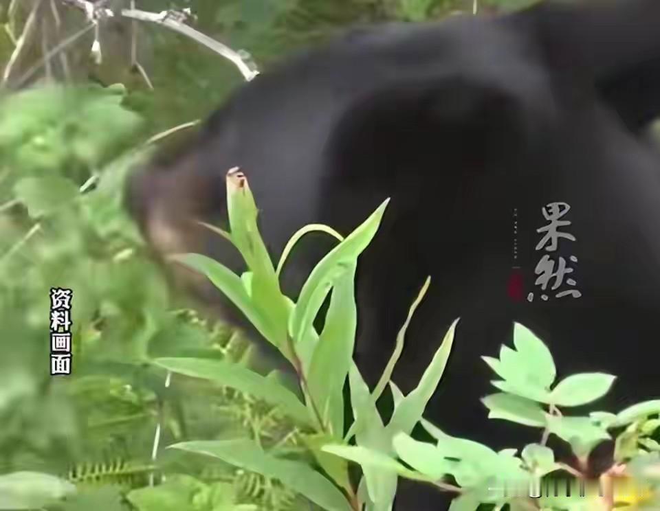 11月8日，据媒体报道，陕西西安一女子上山采摘山茱萸，突然被黑熊从身后扑倒，黑熊