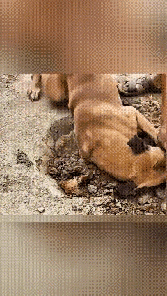 家人们谁懂啊，俺家大黄今天这模样，直接给我看破防了！从小跟它黏在一起的伙伴