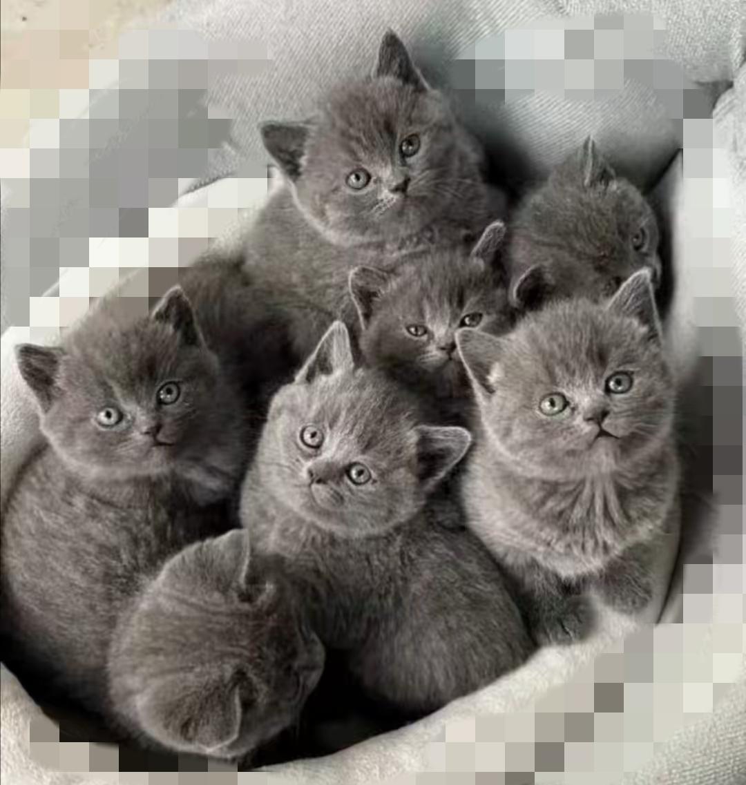 谁懂啊！我真的好羡慕我家猫咪的生活😫每天就是找个舒服的地方呼