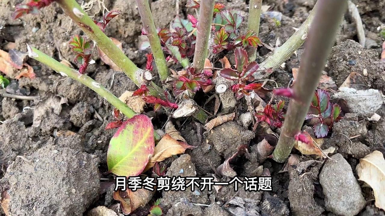 月季冬剪总担心伤流？其实概率真的很低，我养了这么多年，修剪100棵可能也就两三棵