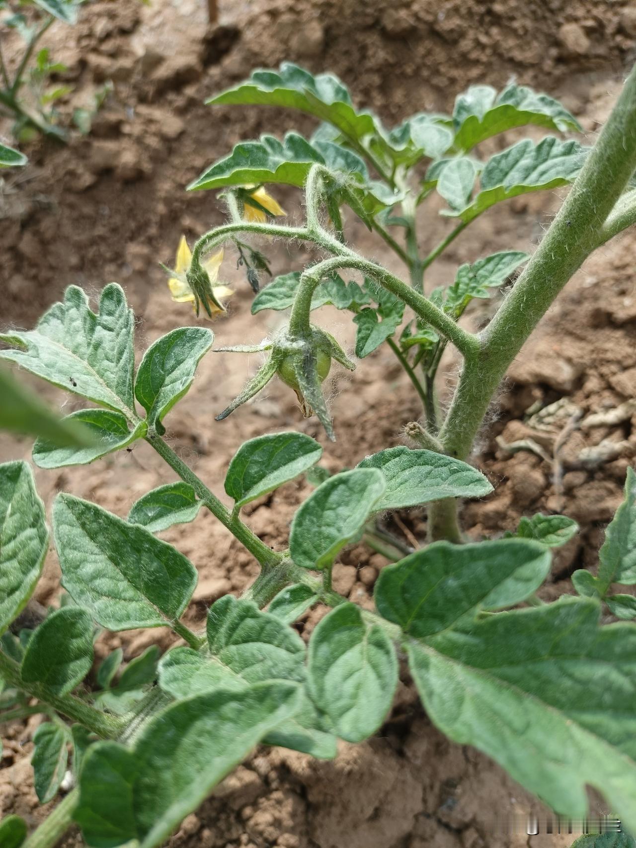 菜园里每天都有新的成长痕迹，今天发现我家的西红柿已经长出小柿子了。这个西红柿