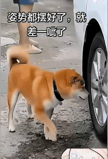 真的要被这只狗子笑疯！狗子瞄准汽车轮胎，一本正经摆好架势，万事俱备，只差“