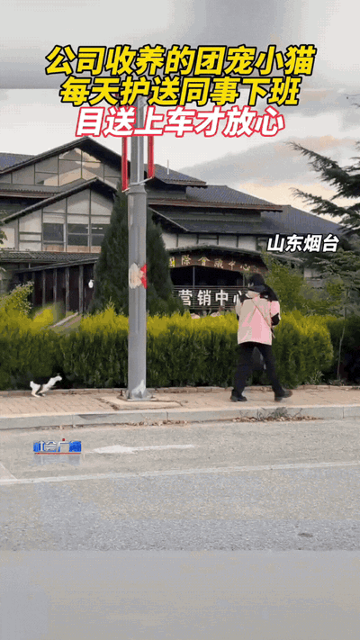 万物皆有灵性！山东，女子的公司收养了只流浪猫，没想到这猫咪特别通人性。它不但能精