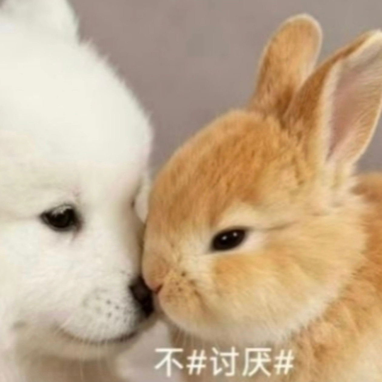 兔：超喜欢！​​​
