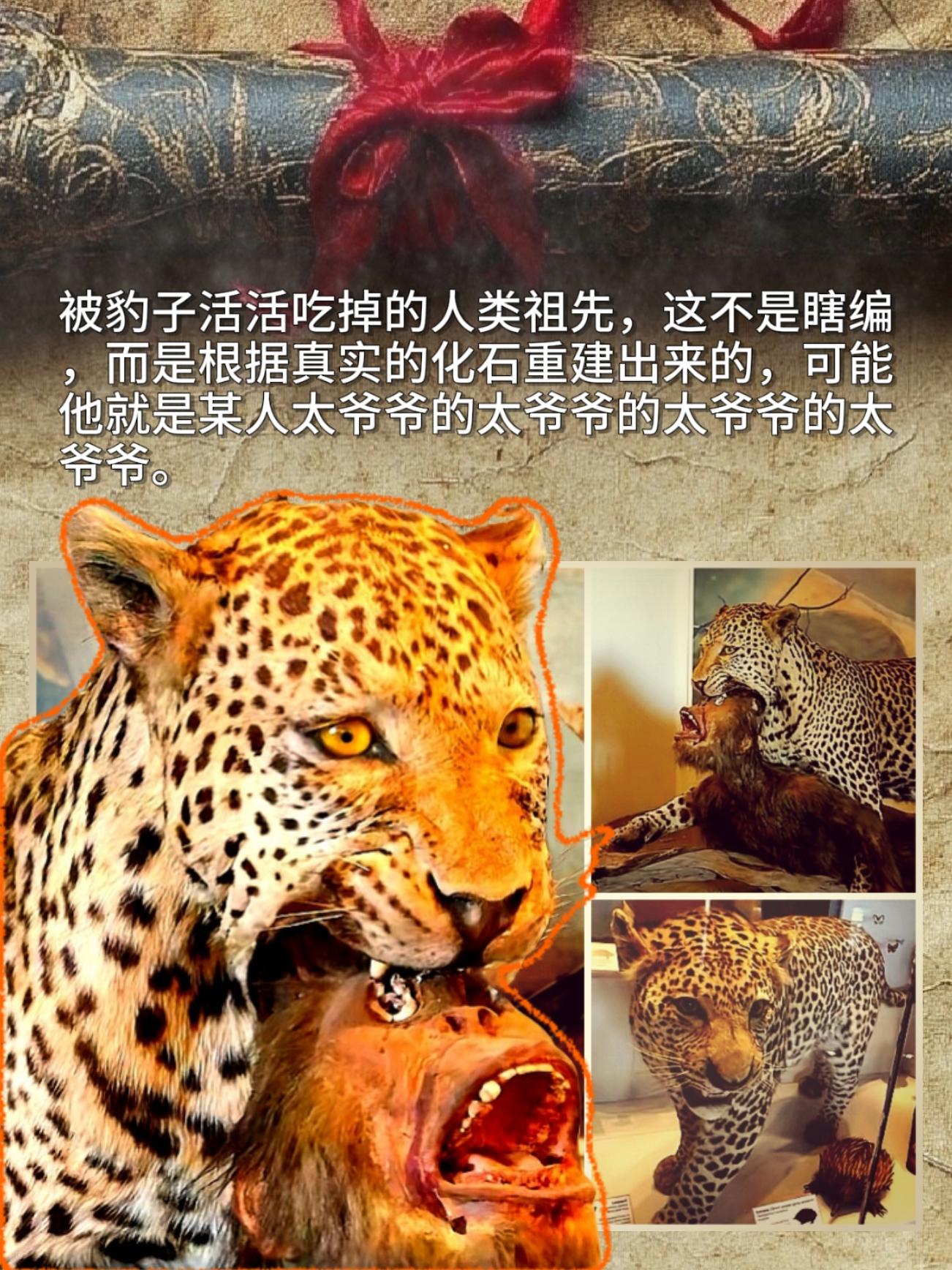 被豹子活活吃掉的人类祖先，这不是瞎编，而是根据真实的化石重建出来的，可...