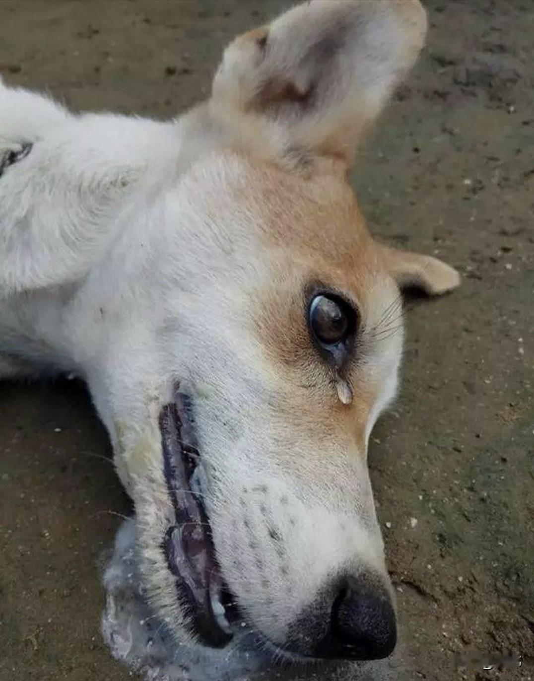 泪目了！实在太可怜了，一只被主人卖给狗贩子的狗狗躺在地上流下了难过的眼泪，它不明