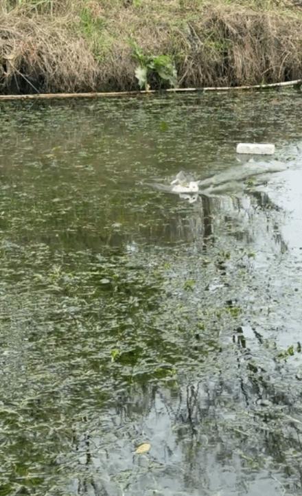 “太出乎意料了”近日江苏一男子在河对岸喊自己养的猫咪回家吃饭，猫咪直接下水游了过