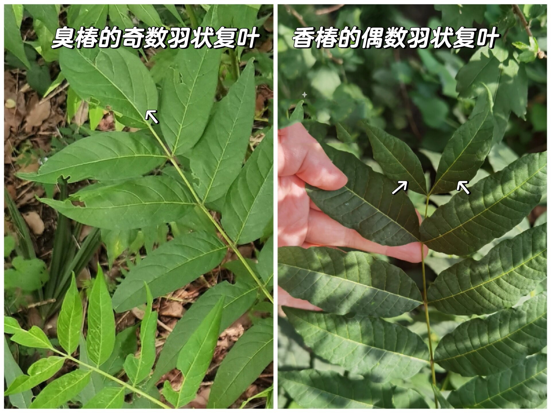香椿和臭椿的区别。