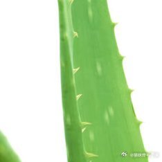 芦荟的种植方法1、选择适宜的养芦荟的土壤芦荟是一种喜欢干燥环境的植物，因此在选择