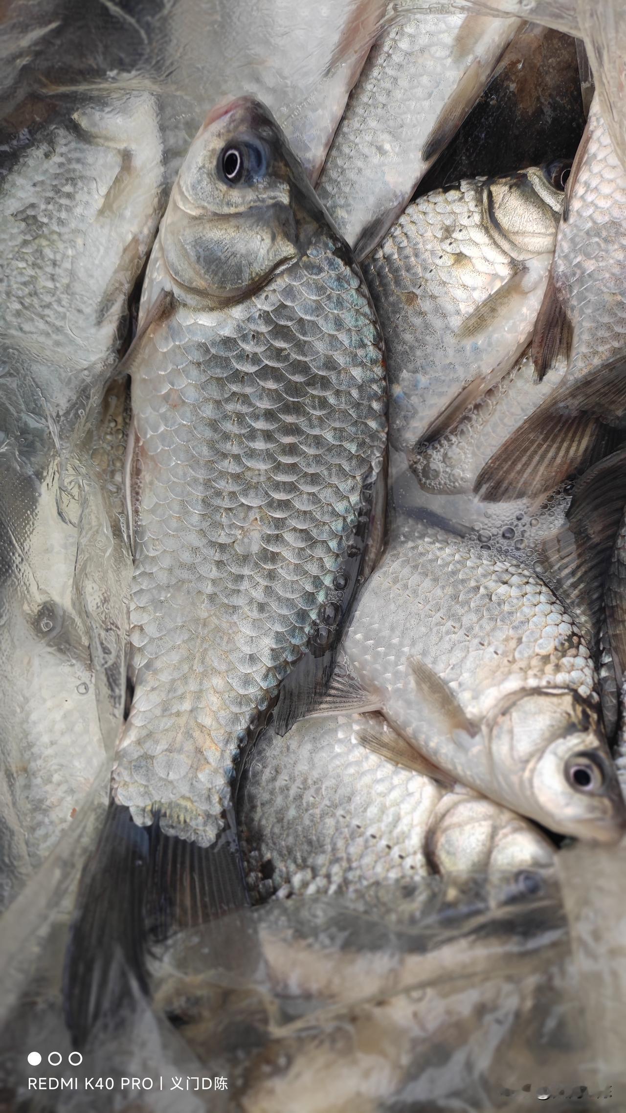 花了一个三天探的一个黄金钓点，知道的人越来越多，再这么下去就废了。昨天群开了个