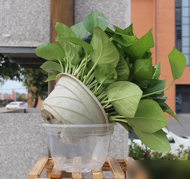 谁懂啊！懒癌养绿萝终于找到救星了！最近春耕前后刷到好多花友问自吸盆绿萝咋养，其实