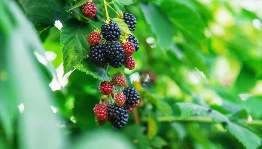 “第三代水果”都冒出来了，真让人眼前一亮！它也叫“3G水果”，是分布在荒山林区、