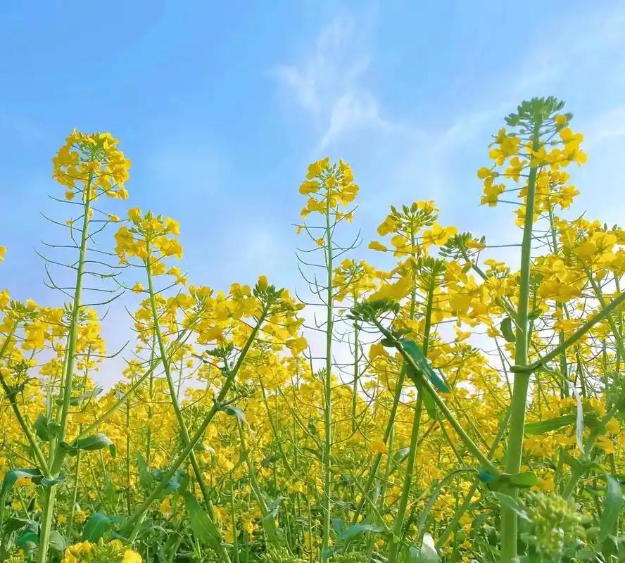 油菜花开，是春天最热烈、最不加掩饰的宣告。不同于樱花的娇弱或玉兰的清冷，油菜花以
