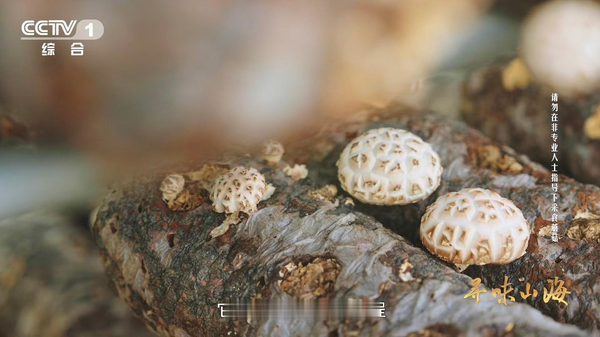 干香菇鲜香菇哪个更好吃一种花菇可以有两种味道当随州花菇在阳光与风里缓慢交出水分