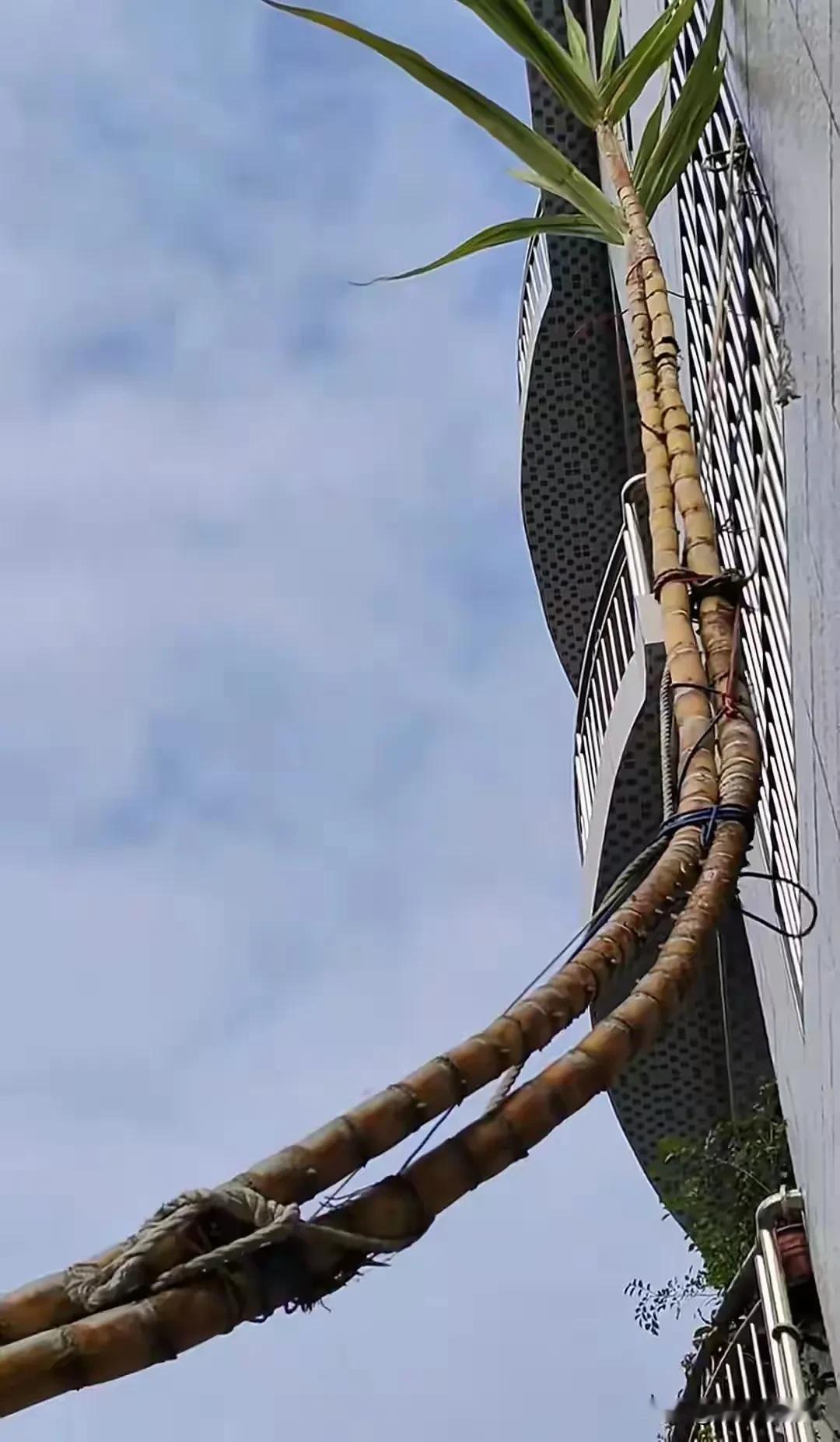 世界之大无奇不有！居然种甘蔗，都能申请世界吉尼斯纪录？！因为这甘庶都成精了：枝干