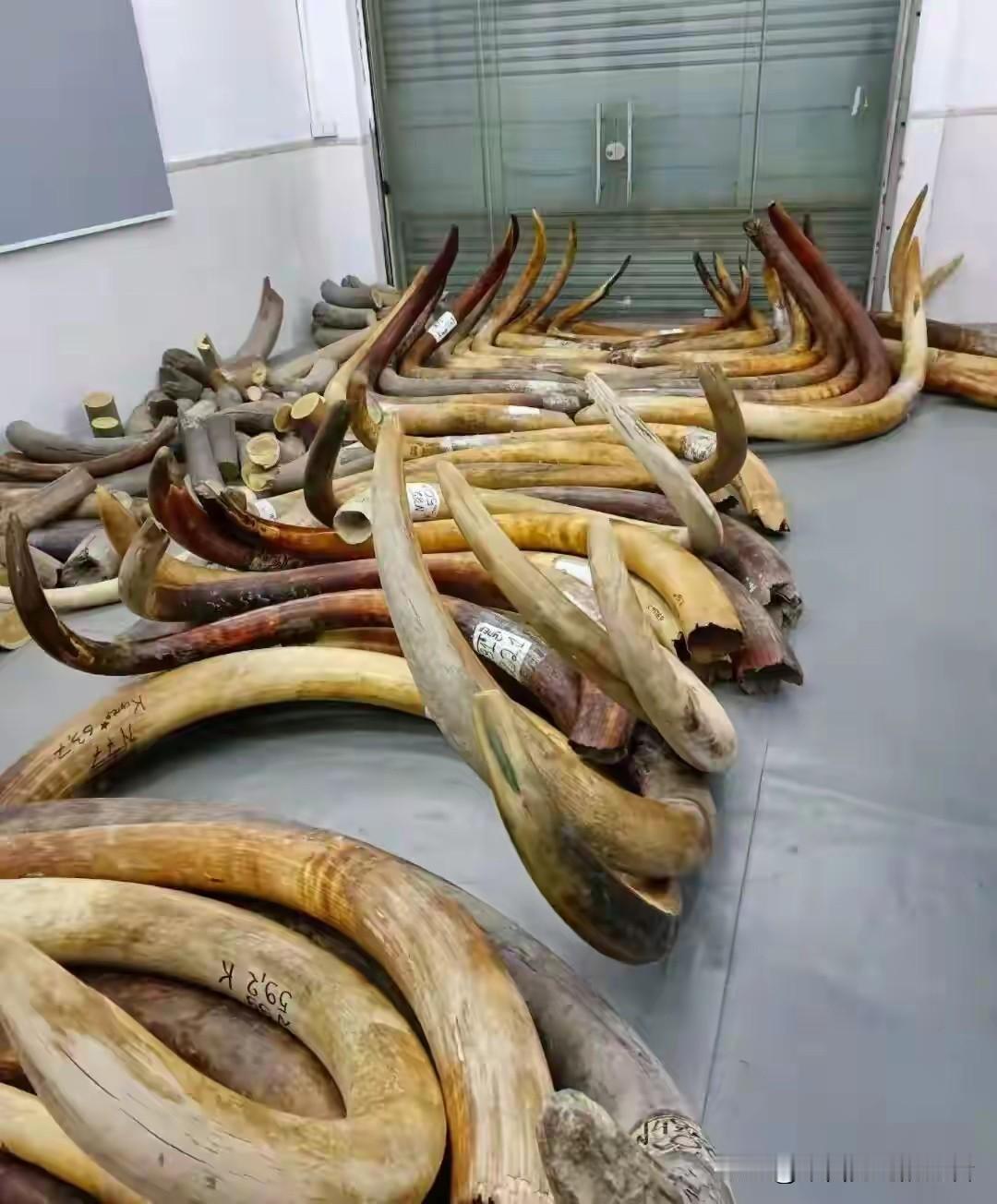 西伯利亚那片冻土下面埋着45万吨猛犸象牙，按现在的开采速度够挖七千五百年。那些商
