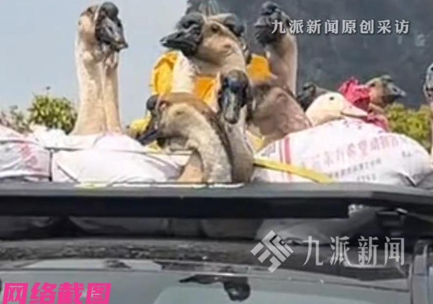 广西有男子新年之后，开着自己宝马车返程，一路上男子的宝马车成了众人的焦点，原来是