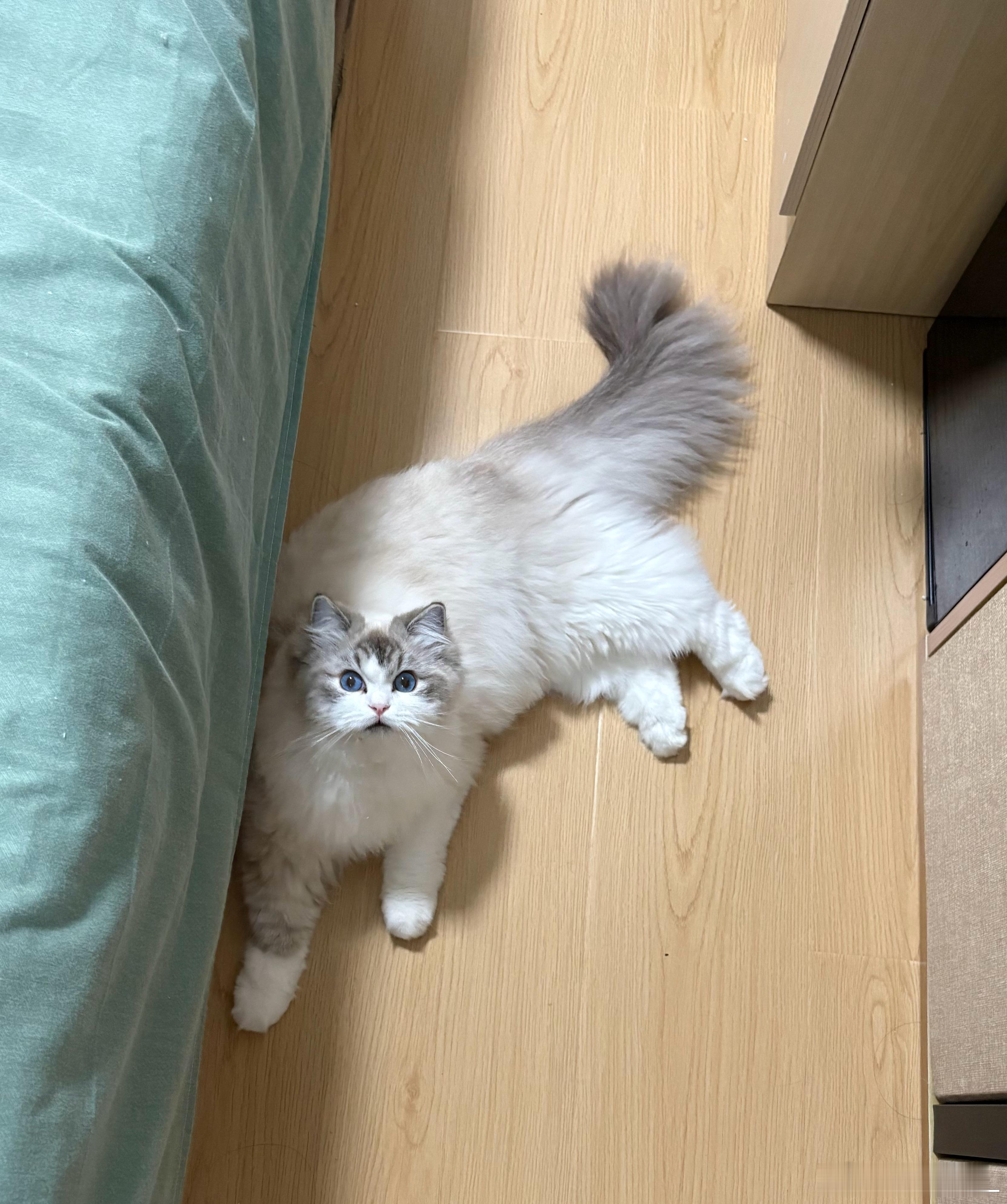 小猫咪