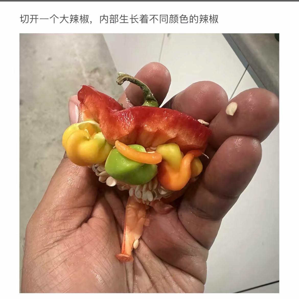 辣椒内部长出了“彩虹椒”，太神奇了！🌶️🌈