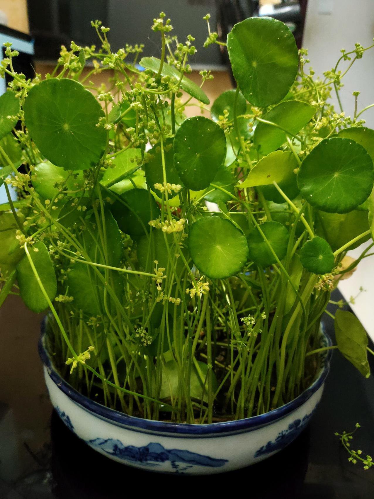 #谁有花草照片，可以晒下吗#铜钱草栽好了真的很美！但我不知道为什么它居然开花了，